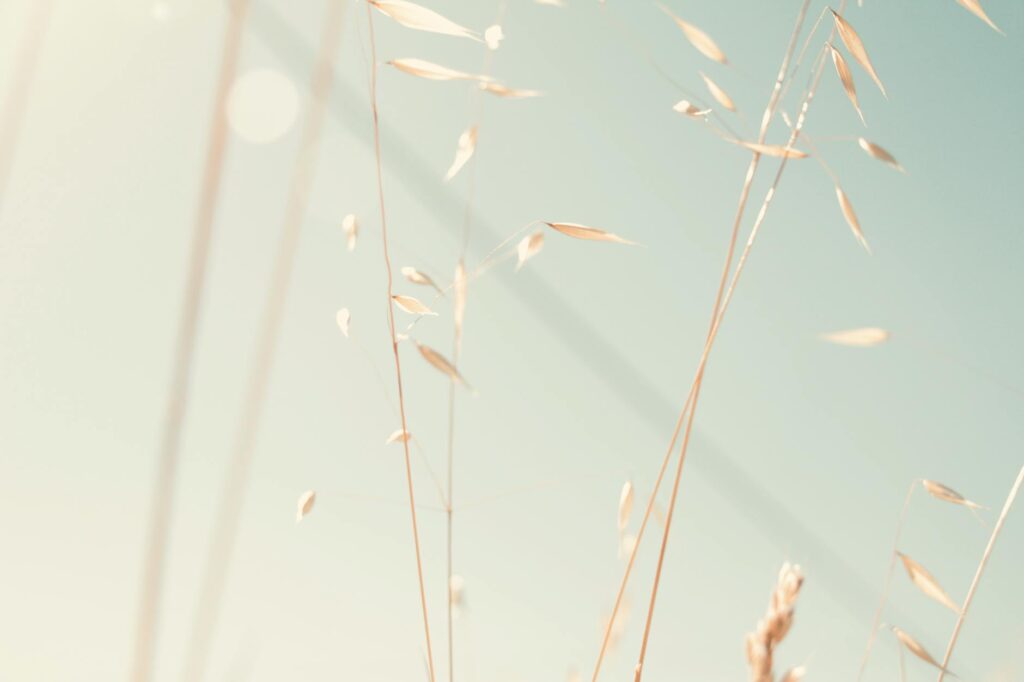 A serene close-up of sunlit grass stalks with a soft, blurred background.