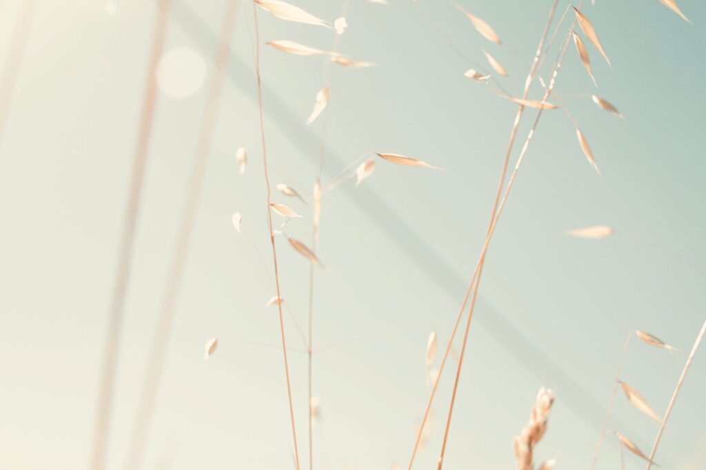 How Can I Manage Depression-Related Fatigue That Interferes With My Daily Life? 2 A serene close-up of sunlit grass stalks with a soft, blurred background.