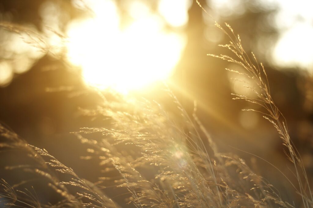 How Can I Manage Feelings of Guilt That Worsen My Depression? 2 Close-up of tall grasses backlit by warm, golden sunlight at sunset.
