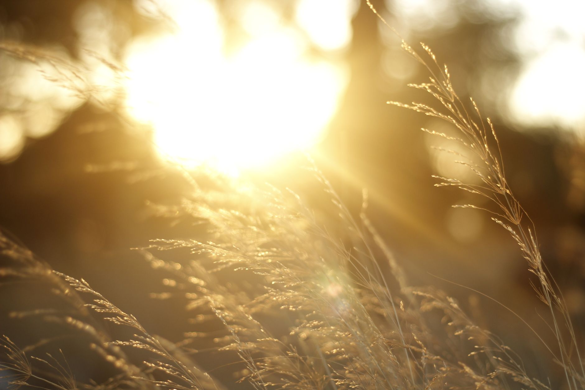 Close-up of tall grasses backlit by warm, golden sunlight at sunset.